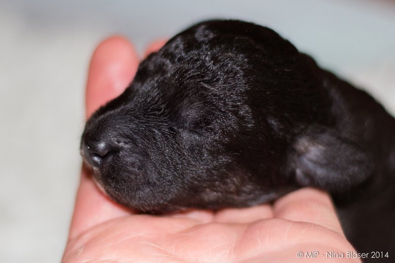 2014-02-09 Welpen Svet & Ruby-1619.jpg - Day 7